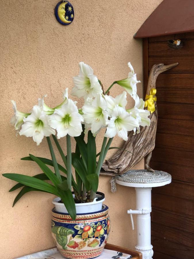 Sensory Garden Bed & Breakfast Сан Даниеле дел Фриули Екстериор снимка